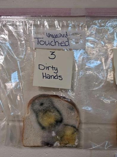 Школа провела научный эксперимент на хлебе, чтобы убедить детей мыть руки
