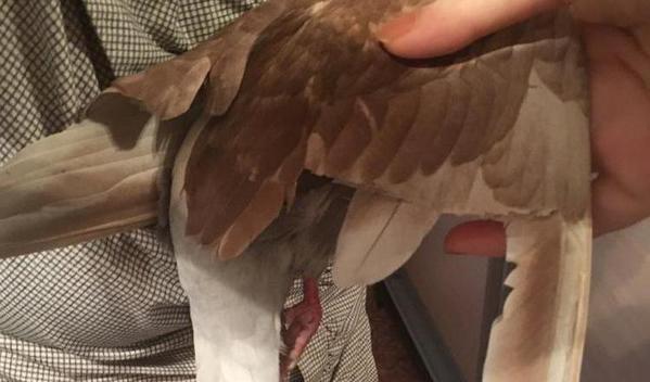 Семья нашла голубя с подрезанными крыльями. Теперь он живет в доме