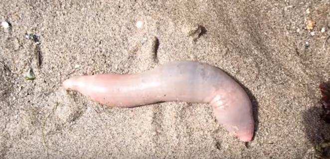 Тысячи рыб-пенисов выбросило на берег пляжа в Калифорнии пляже