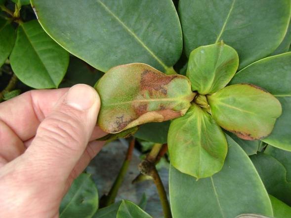 Ржавчина, бурое напыление: пятна на листьях рододендрона, которые не стоит оставлять без внимания