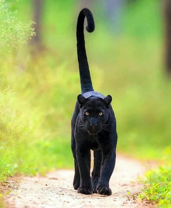 Пантеры — это просто большие чёрные кошки. Смотрите сами