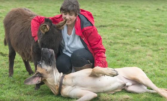 Друзья по размеру: огромная собака живет и дружит со стадом осликов