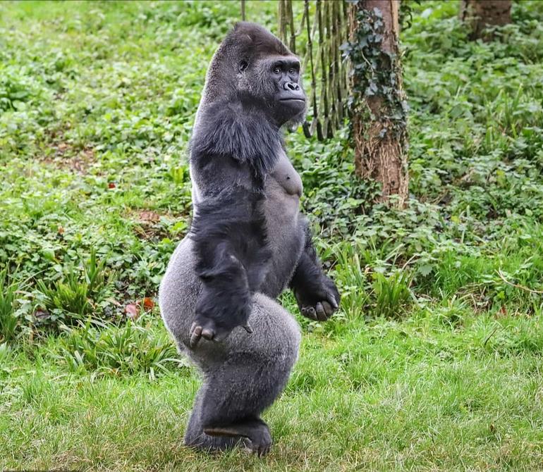 Как люди: 200-килограммовые гориллы Киву и Н'Доу научились ходить на двух ногах и разгуливают по зоопарку