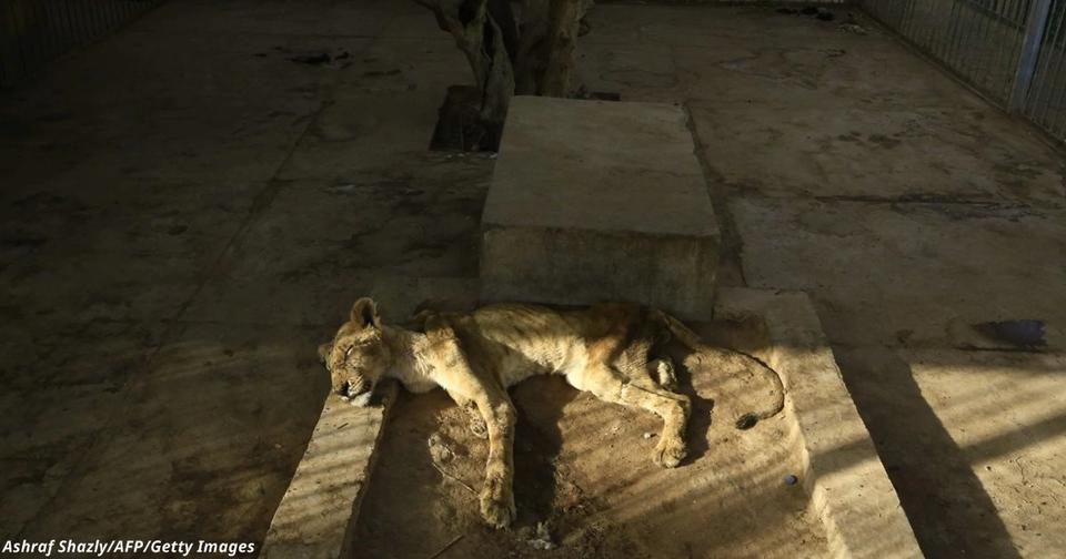 Львы умирают от голода в зоопарке Судана