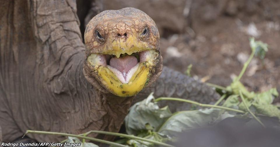 Самец черепаха имел столько самок, что в одиночку восстановил свой вид