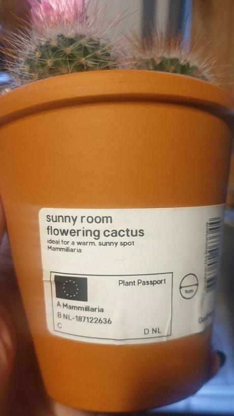 Женщина купила домой цветущий кактус и обнаружила, что в магазине ее обманули