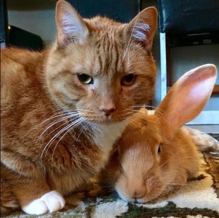 Любовь с первой встречи: когда в доме появился кролик, кот принял его как родного (милые фото)