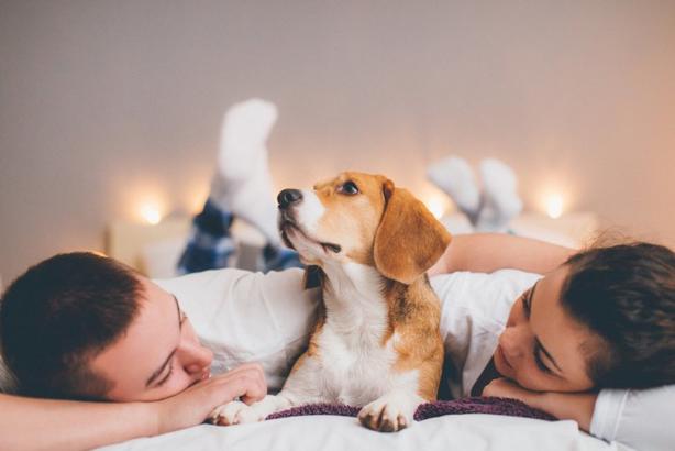Если собака спит с вами в постели, посмотрите, какое место она выбирает: это расскажет многое о ее отношении к вам