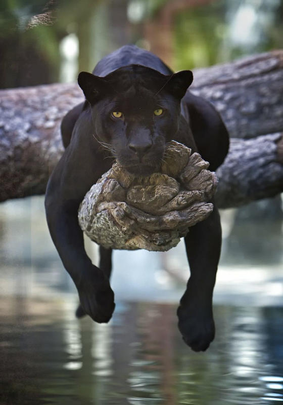 Пантеры — это просто большие чёрные кошки. Смотрите сами