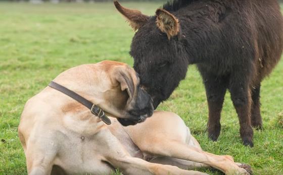Друзья по размеру: огромная собака живет и дружит со стадом осликов