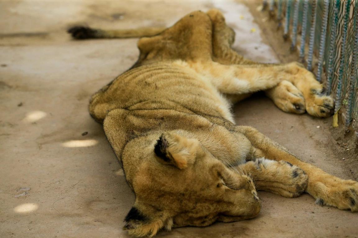 Львы умирают от голода в зоопарке Судана