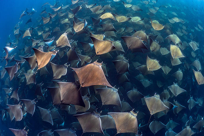 33 лучших фото океана, сделанных в 2019 году