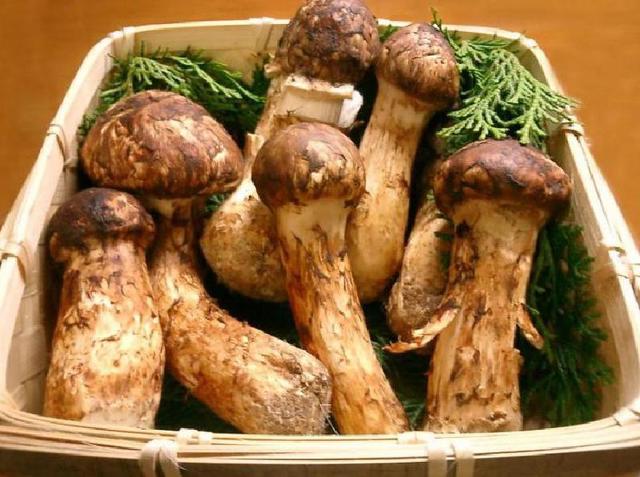 Самые дорогие грибы в мире, цены на них просто шокирующие