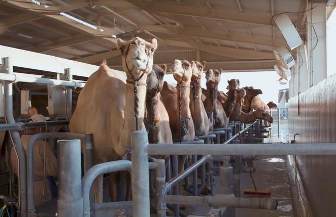 Почему верблюжье молоко в 30 раз дороже коровьего: в нем меньше насыщенных жиров, в 10 раз больше витамина С, кальция и калия