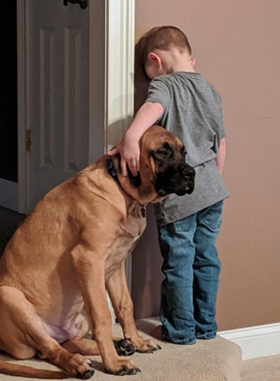 Мама сделала умилительное фото, как пес поддерживает ее маленького сына, который стоит в углу. Пользователи восхитились их дружбой