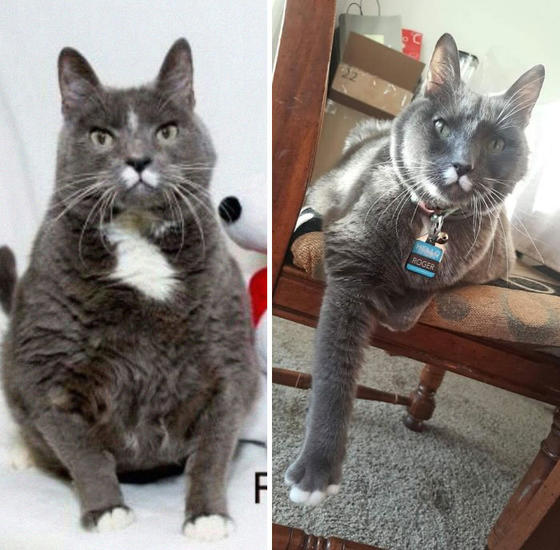 30 фото о том, как выглядели бездомные коты до и после «одомашнивания»