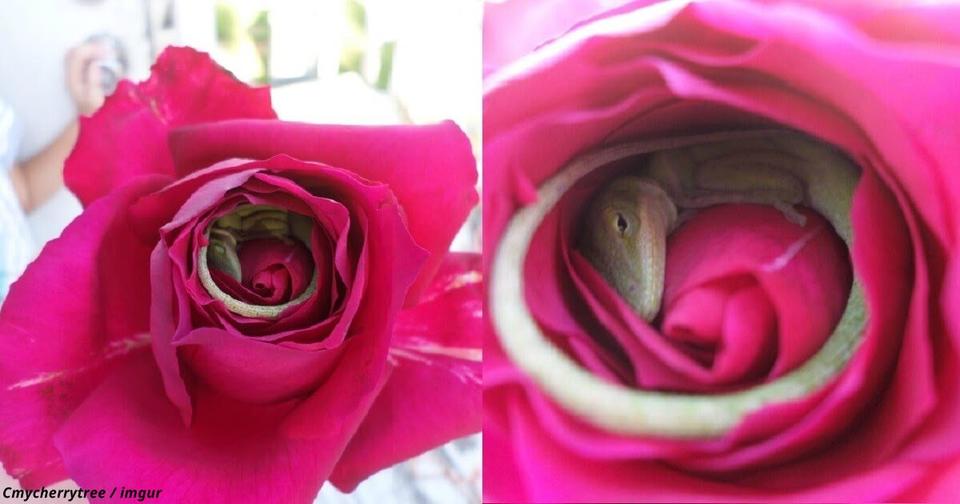Потрясающие фото ящерицы, которая заснула внутри розы