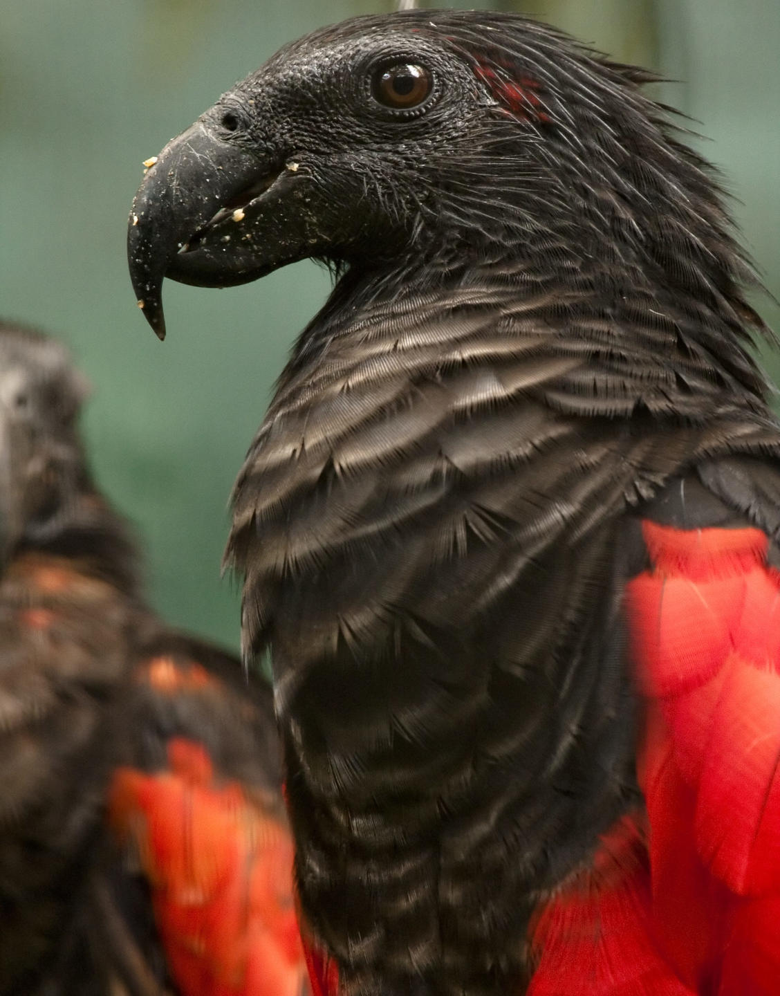 Попугай «Дракула»: страшный и красивый одновременно