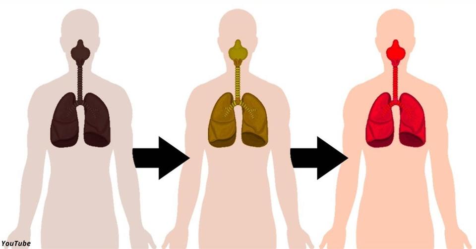 Отказ от курения пробуждает здоровые клетки лёгких — они регенерируются