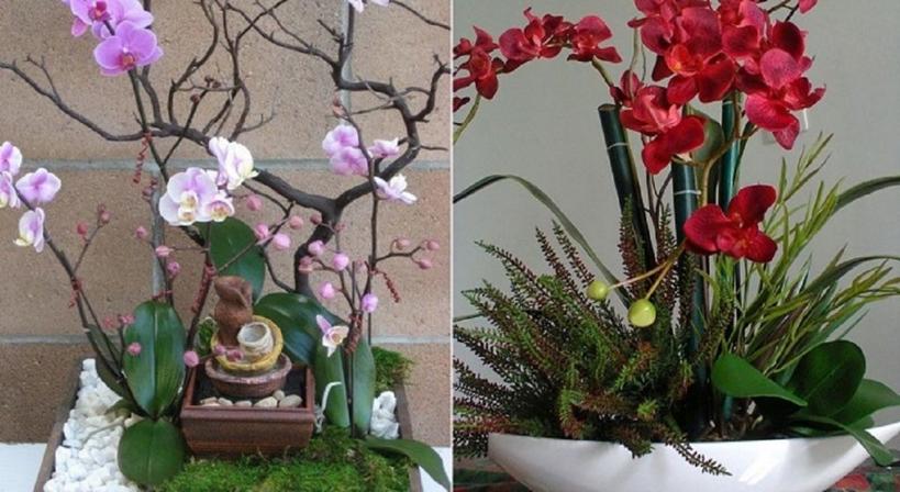 Красиво и по-современному. Подруга-флорист подсказала интересную идею по выращиванию орхидей