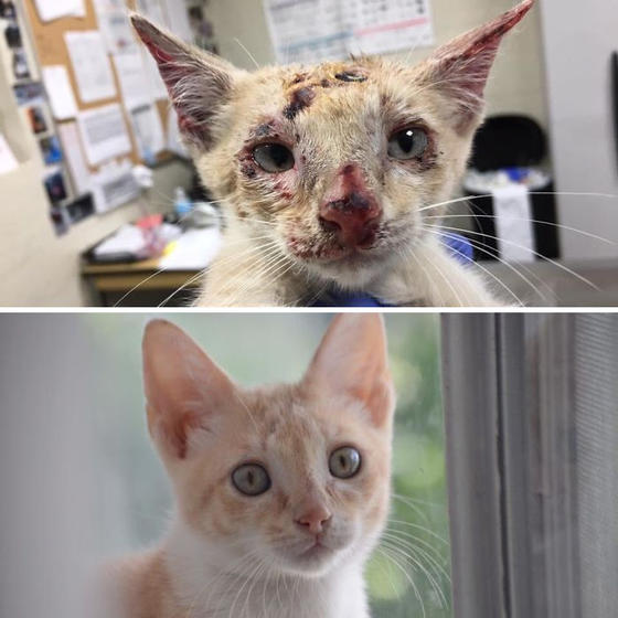 30 фото о том, как выглядели бездомные коты до и после «одомашнивания»