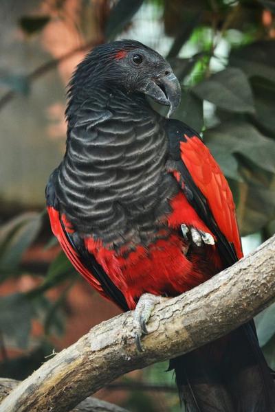 Попугай «Дракула»: страшный и красивый одновременно