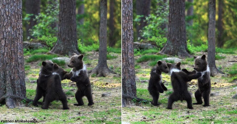 Учитель гулял по лесу — и случайно наткнулся на танцующих медвежат