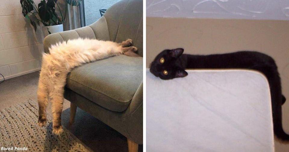 30 фото, доказывающих, что у котов нет позвоночника