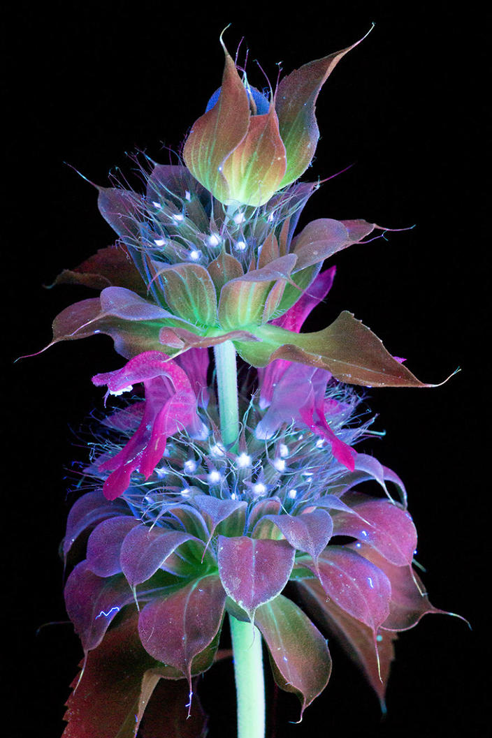 Я сфотографировал невидимый свет, который излучают растения