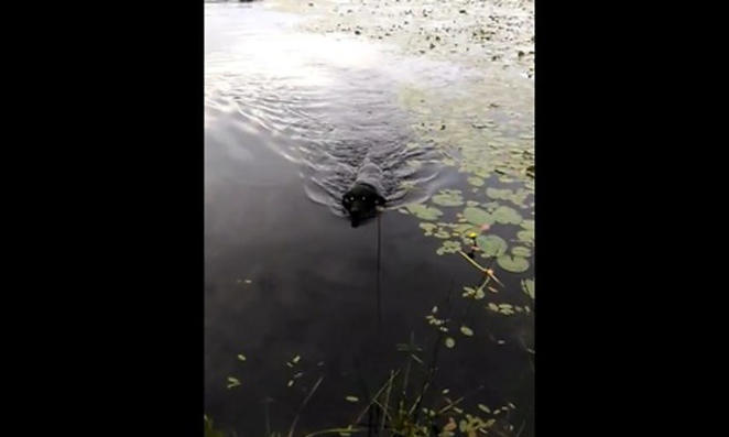 Собака спасает жизнь тонущему в озере птенчику: хозяин поймал в объектив момент спасения