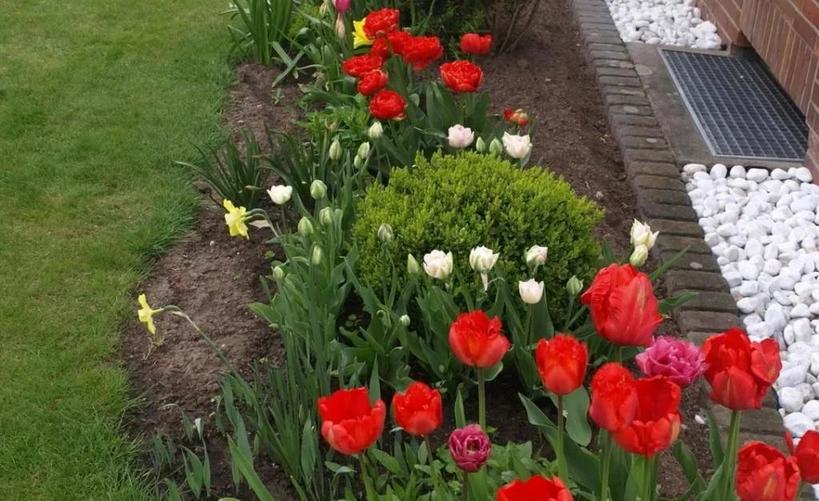 Нужно раннее и продолжительное цветение тюльпанов? Соблюдайте очередность подкормок