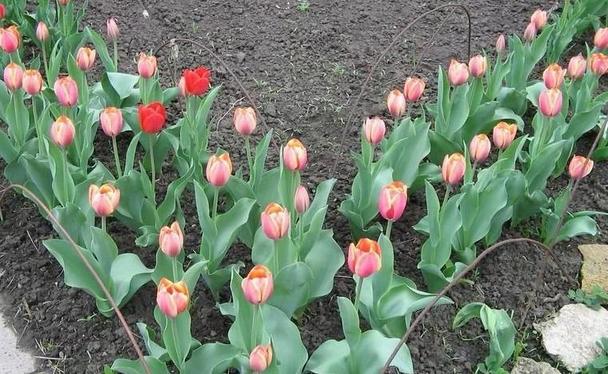 Нужно раннее и продолжительное цветение тюльпанов? Соблюдайте очередность подкормок