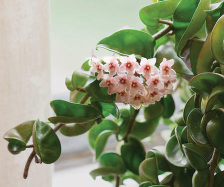 Семь комнатных растений, которые наполнят ваш дом приятным ароматом: хойя, пеларгония и не только