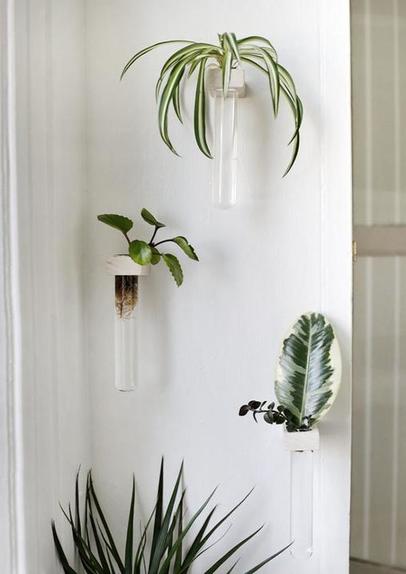 Больше никаких баночек на подоконнике: размножаю комнатные растения в пробирках на стене