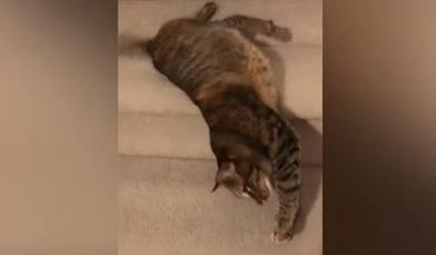 Кошка не любит спускаться по ступенькам: она нашла для себя более приятный способ (видео)