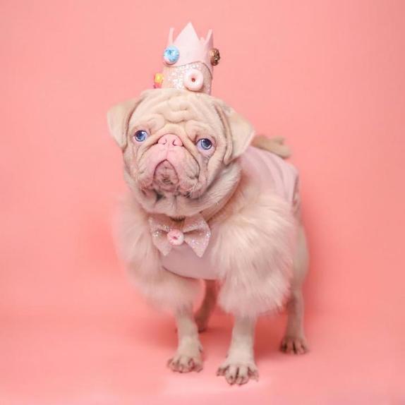 Здоровый, счастливый и розовый: необычный пес прославился благодаря несвойственному для собак окрасу