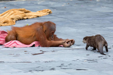 Орангутаны дружат с выдрами в зоопарке