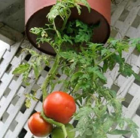 Сестра прошлым летом сделала перевернутый плантатор для помидоров: отличная идея для выращивания томатов черри