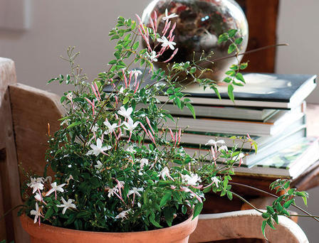 Семь комнатных растений, которые наполнят ваш дом приятным ароматом: хойя, пеларгония и не только