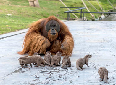 Орангутаны дружат с выдрами в зоопарке