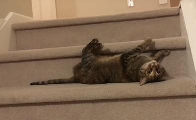 Кошка не любит спускаться по ступенькам: она нашла для себя более приятный способ (видео)
