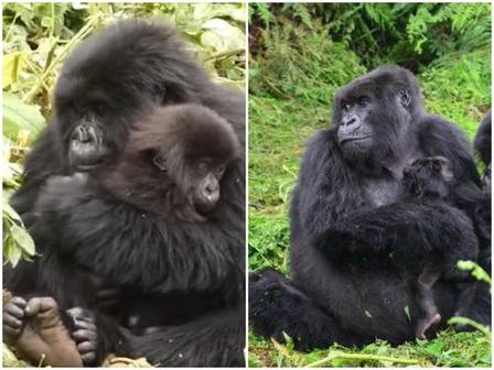 И у обезьян есть няни. Молодая горилла помогла многодетной подруге с ее малышами (фото)