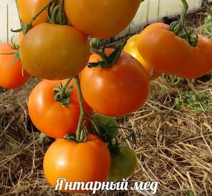 Сажайте желтые помидоры: их употребление способствует продлению молодости - разглаживается кожа, исчезают мелкие морщинки