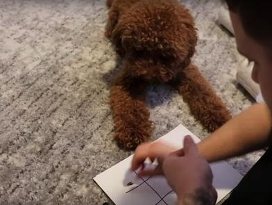 Хозяин решил сыграть со своим псом в крестики-нолики: поражения он не ожидал (видео)