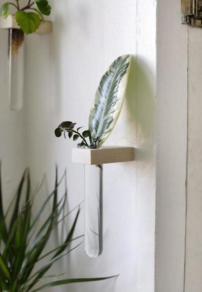 Больше никаких баночек на подоконнике: размножаю комнатные растения в пробирках на стене