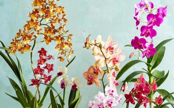 Мои орхидеи всегда имеют здоровый вид и обильно цветут: а все благодаря чесночной воде