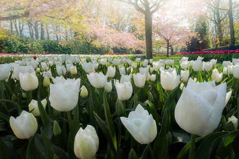 Впервые за 71 год самый красивый цветник в мире остался без посетителей. 31 фото