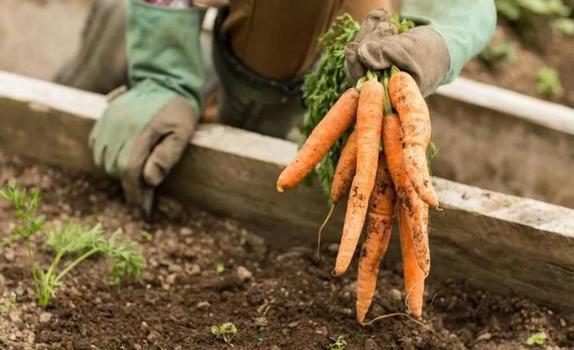 Когда в июне сажать огурцы, картошку, морковь, лук и другие овощи? Благоприятные дни