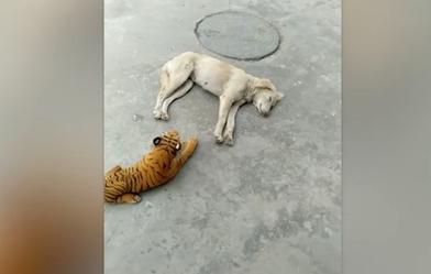 Спящая собака открыла глаза и увидела возле себя тигра: смешное видео ее реакции