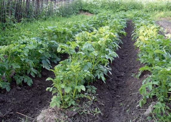 Помидоры и картофель не высаживаю рядом: растения, которые  не любят  соседства